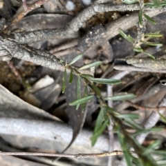 Pultenaea subspicata at Lower Boro, NSW - 26 Sep 2022 11:07 AM