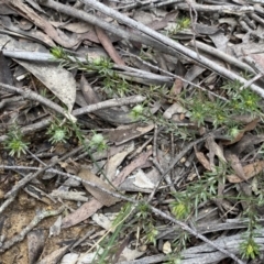 Pultenaea subspicata at Lower Boro, NSW - 26 Sep 2022 11:07 AM