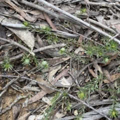 Pultenaea subspicata at Lower Boro, NSW - 26 Sep 2022