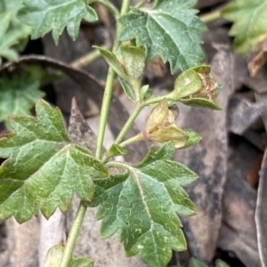 Veronica plebeia at Berlang, NSW - 26 Sep 2022 11:14 AM