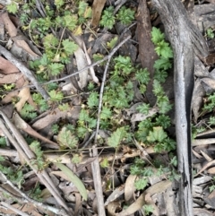 Veronica plebeia at Berlang, NSW - 26 Sep 2022 11:14 AM