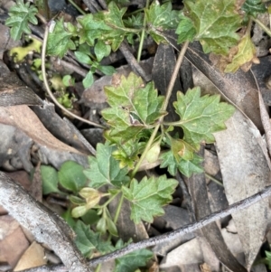 Veronica plebeia at Berlang, NSW - 26 Sep 2022 11:14 AM