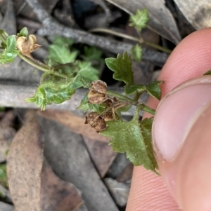 Veronica plebeia at Berlang, NSW - 26 Sep 2022 11:14 AM