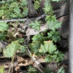 Veronica plebeia at Berlang, NSW - 26 Sep 2022 11:14 AM