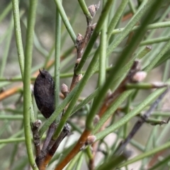 Hakea microcarpa (Small-fruit Hakea) at QPRC LGA - 26 Sep 2022 by Ned_Johnston