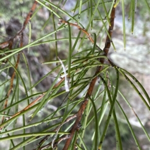 Hakea microcarpa at Berlang, NSW - 26 Sep 2022