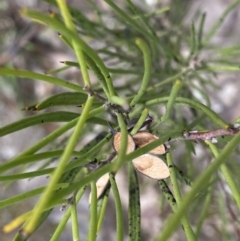 Hakea microcarpa at Berlang, NSW - 26 Sep 2022