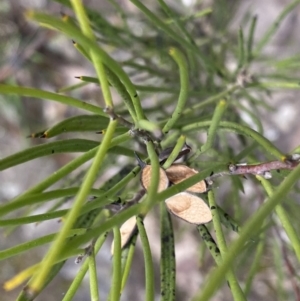 Hakea microcarpa at Berlang, NSW - 26 Sep 2022