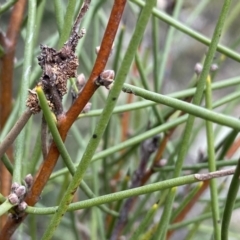 Hakea microcarpa at Berlang, NSW - 26 Sep 2022