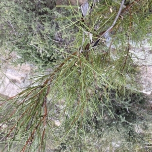 Hakea microcarpa at Berlang, NSW - 26 Sep 2022