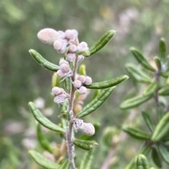 Pomaderris (genus) at Berlang, NSW - 26 Sep 2022 by NedJohnston
