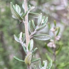 Pomaderris sp. at Berlang, NSW - 26 Sep 2022