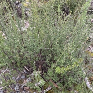 Pomaderris sp. at Berlang, NSW - 26 Sep 2022