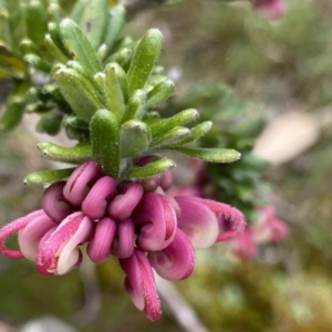 Grevillea lanigera at QPRC LGA - 26 Sep 2022