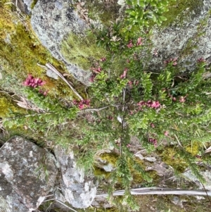 Grevillea lanigera at QPRC LGA - 26 Sep 2022