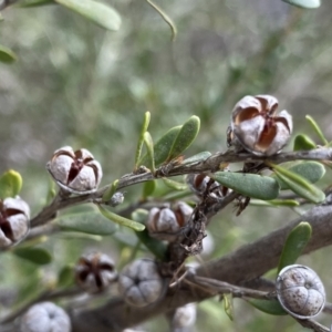 Leptospermum obovatum at Berlang, NSW - 26 Sep 2022 11:20 AM