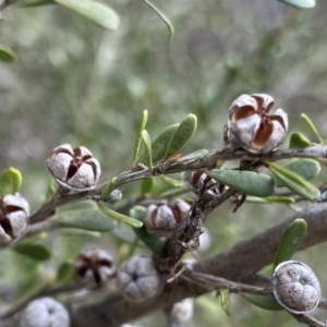 Leptospermum obovatum at Berlang, NSW - 26 Sep 2022