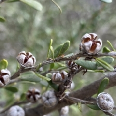 Leptospermum obovatum (River Tea Tree) at Berlang, NSW - 26 Sep 2022 by Ned_Johnston