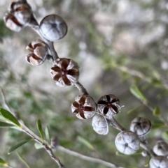 Leptospermum obovatum at Berlang, NSW - 26 Sep 2022