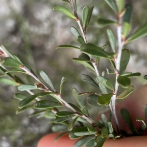 Leptospermum obovatum at Berlang, NSW - 26 Sep 2022