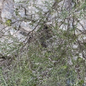 Leptospermum obovatum at Berlang, NSW - 26 Sep 2022