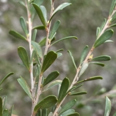 Leptospermum obovatum at Berlang, NSW - 26 Sep 2022