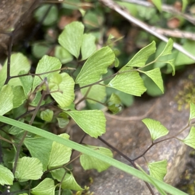 Lindsaea linearis (Screw Fern) at QPRC LGA - 26 Sep 2022 by Ned_Johnston