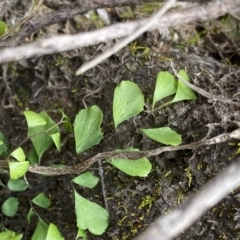 Lindsaea linearis at Krawarree, NSW - 26 Sep 2022 11:21 AM