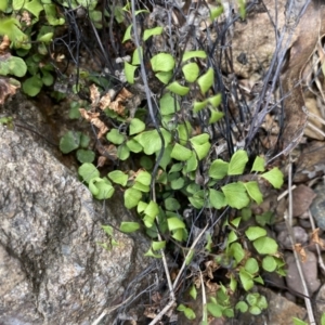 Lindsaea linearis at Krawarree, NSW - 26 Sep 2022