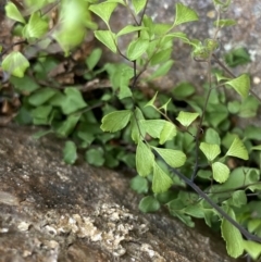 Lindsaea linearis at Krawarree, NSW - 26 Sep 2022 11:21 AM