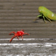 Trombidiidae sp. (family) (Red velvet mite) at Acton, ACT - 10 Jun 2022 by TimL