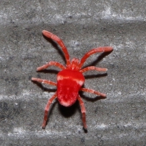 Trombidiidae (family) at Acton, ACT - 10 Jun 2022 11:24 AM