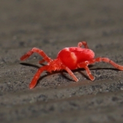 Trombidiidae (family) at Acton, ACT - 10 Jun 2022