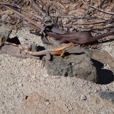 Ctenophorus cristatus (Bicycle Lizard) at Boorabbin, WA - 27 Sep 2022 by Simmo