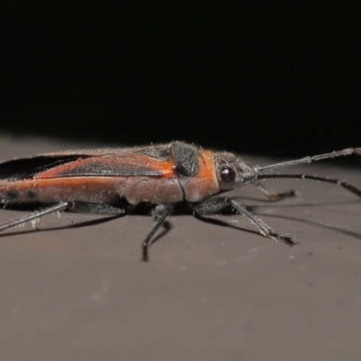 Leptocoris mitellatus (Leptocoris bug) at Acton, ACT - 3 Jun 2022 by TimL