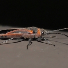 Leptocoris mitellatus (Leptocoris bug) at Acton, ACT - 3 Jun 2022 by TimL
