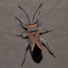 Leptocoris mitellatus at Acton, ACT - 3 Jun 2022 11:26 AM