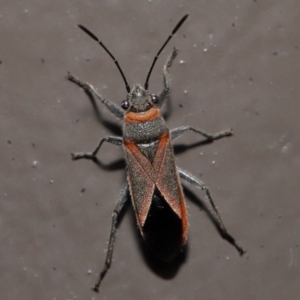 Leptocoris mitellatus at Acton, ACT - 3 Jun 2022