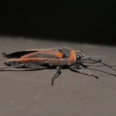 Leptocoris mitellatus at Acton, ACT - 3 Jun 2022 11:26 AM