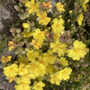 Hibbertia calycina at Pearce, ACT - 30 Sep 2022 07:18 AM