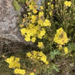 Hibbertia calycina at Pearce, ACT - 30 Sep 2022 07:18 AM