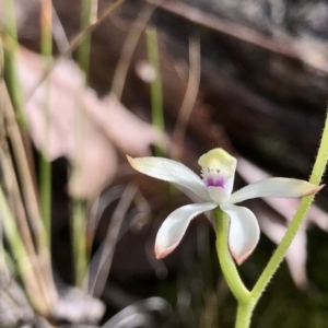 Caladenia ustulata at Acton, ACT - suppressed