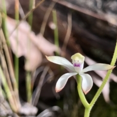 Caladenia ustulata (Brown Caps) at Acton, ACT - 28 Sep 2022 by PeterR