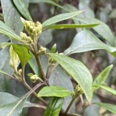 Hedycarya angustifolia (Austral Mulberry) at Krawarree, NSW - 26 Sep 2022 by NedJohnston