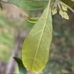 Hedycarya angustifolia at Krawarree, NSW - 26 Sep 2022