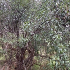 Hedycarya angustifolia at Krawarree, NSW - 26 Sep 2022
