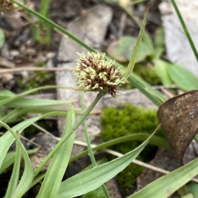 Luzula densiflora (Dense Wood-rush) at Krawarree, NSW - 26 Sep 2022 by NedJohnston
