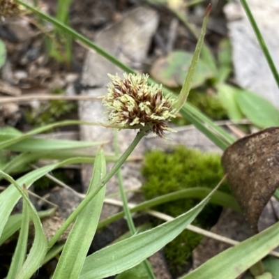 Luzula densiflora (Dense Wood-rush) at QPRC LGA - 25 Sep 2022 by Ned_Johnston