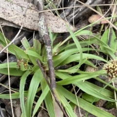 Luzula densiflora at Krawarree, NSW - 26 Sep 2022