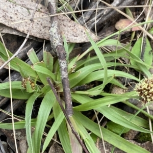 Luzula densiflora at Krawarree, NSW - 26 Sep 2022